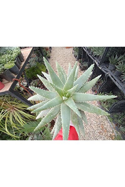 PLANTİS BOTANİK Aloe Brevifolia 12cm Saksılı Sukulent