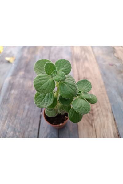 PLANTİS BOTANİK Plectranthus Amboinicus Nane Kokulu Küba Kekiği 5,5 Cm Saksılı