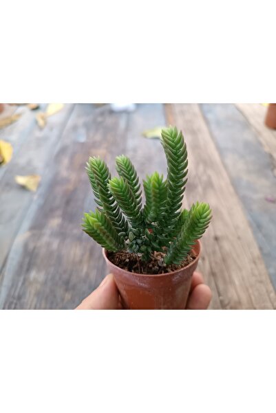 PLANTİS BOTANİK Crassula Lycopodioides Purpusii 5,5 Cm Saksılı Sukulent