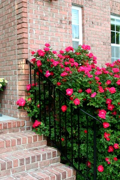 ÇİÇEKFLİX Açık Kırmızı Saran Gül Fide 1 Adet Açık Kök Dikime Hazır