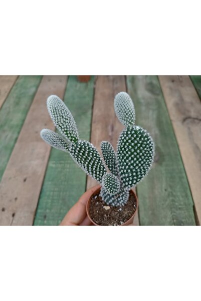 PLANTİS BOTANİK Opuntia Microdasys Albispina Tavşan Kulağı Beyaz 5,5 Cm Saksı...