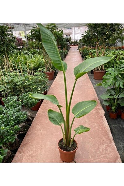 bikaktüsdünyasi 80 100 Cm Starliçe Beyaz Cennet Kuşu Çiçeği