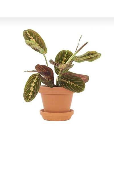 Calathea Maranta