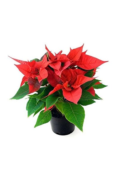 AKDOĞA Ponsetya Atatürk Çiçeği Kırmızı Yapraklı Bitki Çiçek Poinsettia