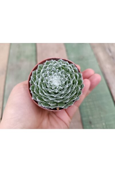 Sempervivum Arachnoideum Örümcek Ağı 5,5 Cm Saksılı Sukulent