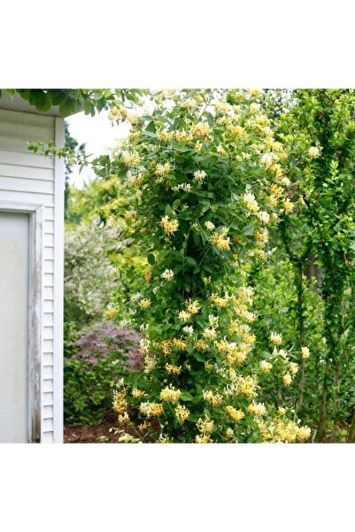 bahçevilya Sarmaşık Çiçekli Hanımeli Fidanı 3 Adet