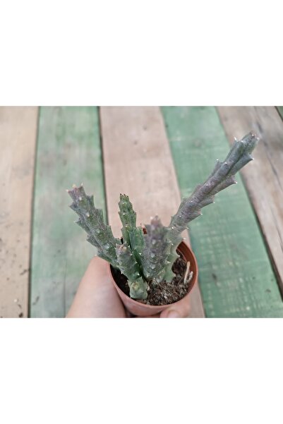 Stapelia Orbea Var. Leş Kaktüs Leopar Çiçekli 5,5 Cm Saksılı Sukulent