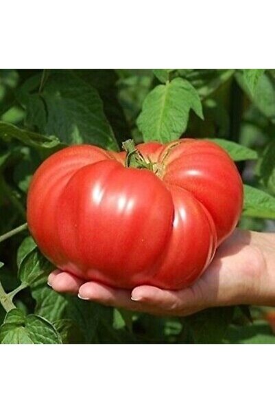 Köy Tohumları 25 Adet Tohum Organik Bahçe Iri Dev Hollanda Tarla Domatesi Toh...