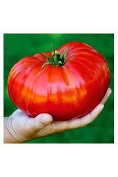 Köy Tohumları 100 Adet Tohum Organik Iri Boy Holanda Domates Tohumu Oturak Ta...