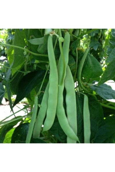 Köy Tohumları 100 Adet Tohum Yerli Organik Taze Ayşe Kadın Fasülyesi Tohumu S...