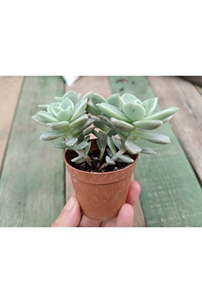 Graptopetalum Bernalense 5,5 Cm Saksılı Sukulent