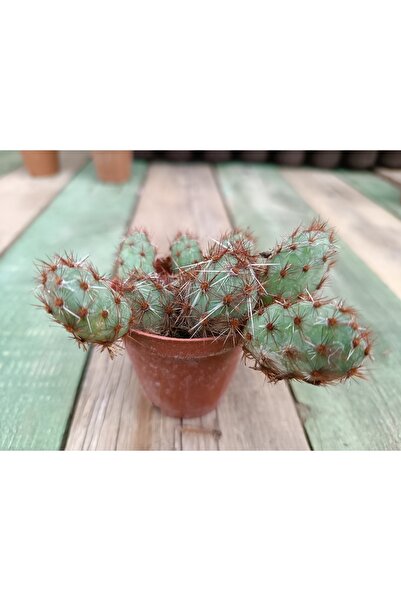PLANTİS BOTANİK Tunilla Chilensis 5,5 Cm Saksılı Kaktüs