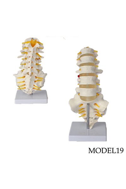 Genel Markalar Lomber (bel) Omurga Maketi Model 19