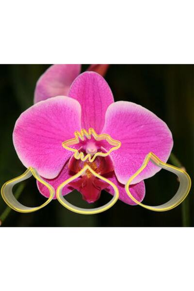 AGN STORE مجموعة صنع زهرة الأوركيد 4 قطع - قالب كوكي