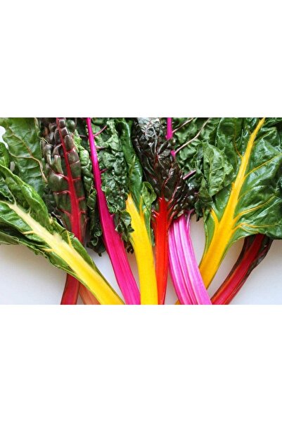 Tohum Dünyam 20 Adet Rainbow Swiss Pazı Tohumu