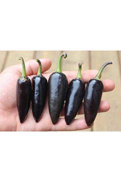 Tohum Dünyam 20 Adet Black Jalapeno Biber Tohumu
