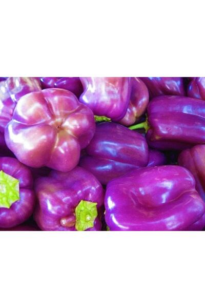 Tohum Dünyam 40 Adet Sweet Lilac Bell Dolmalık Biber Tohumu
