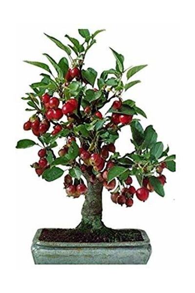 Tohum Dünyam 10 Adet Tohum Bodur Bonsai Kiraz Ağacı Bonzai Tohumu Saksı Toprak