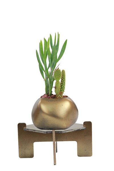 Stein Kohle Ayaklı Saksı Ahşap Dekoratif Kaktüs Saksısı 1 Adet Altın Renk Esk...