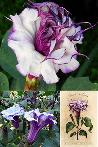 ZENGARDEN EV VE BAHÇE Katmerli Mor Datura Tohumu Ballerina Serisi