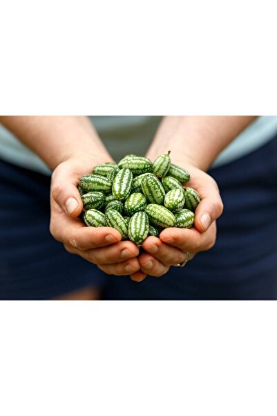 Tohum Dünyam 10 Adet Cüce Cucamelon (salatalık) Tohumu