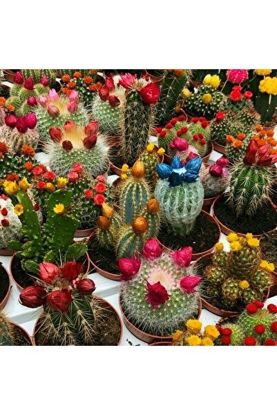 İdeaPazar Karışık Kaktüs Bitkileri Çiçeği Tohumu (100 Tohum)