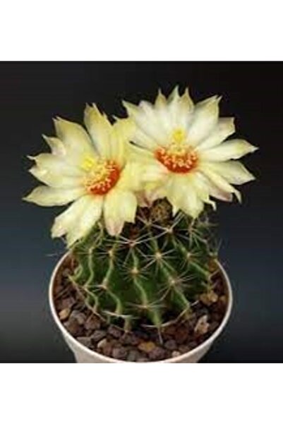 EGZOTİKBAHÇE Thelocactus Ideas Sarı Çiçek Açan Kaktüs 5,5cm Saksıda
