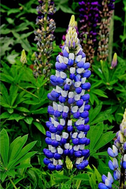 Tohum Dünyam 5 Adet Lupin Blue Flame Giant Tohumu