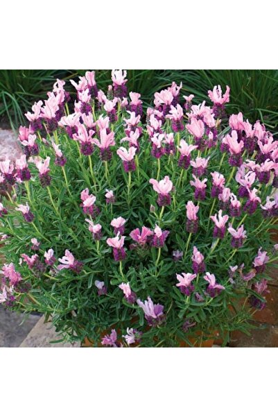 Tohum Dünyam 10 Adet Pink Spanish Lavender Tohumu