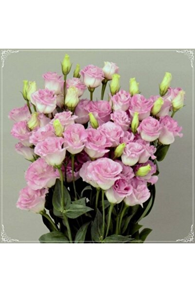 Tohum Dünyam 5 Adet Papillon Pink Blush Lisianthus Tohumu