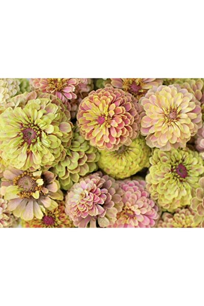 Tohum Dünyam 10 Adet Queen Lime With Blush Zinnia Tohumu