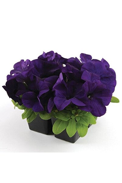 Tohum Dünyam 10 Adet Petunia Isabel Tohumu