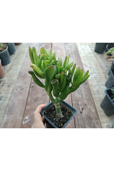 PLANTİS BOTANİK Shrek Kulağı Crassula Ovata Gollum 9 Cm Saksılı Sukulent
