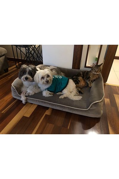 viscopet Premium Sofa Block Sponge Mattresses Zippered Washable Dog Bed