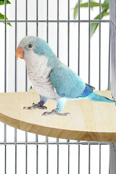 Alyones Quarter Circle Bird Wooden Perch Platform Stand Chew Toy Budgie