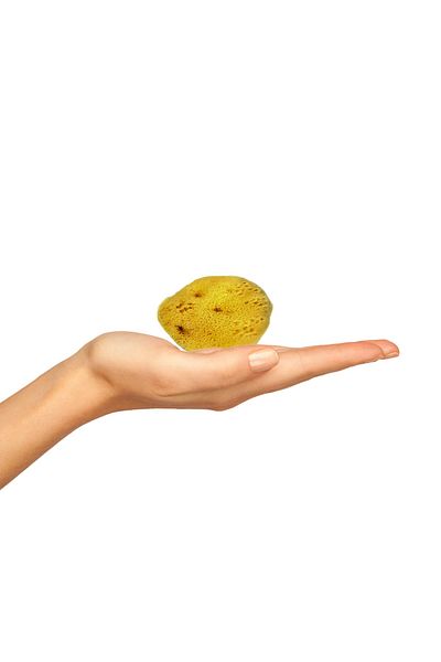 BAZAAR 4 Sea Sponge Child Size (17-20) GrBz-0089