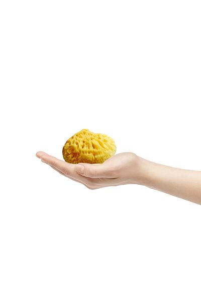 BAZAAR 4 Sea Sponge Child Size (17-20) GrBz-7732