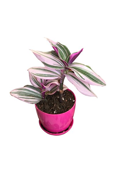 SOcactus Pembe Saksıda Tradescantia Zebrina ( Telgraf Çiçeği )