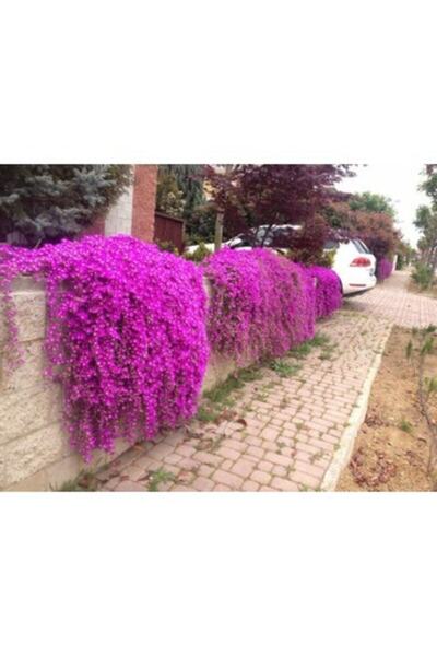 FMT TOHUMCULUK Acem Halısı Çiçeği