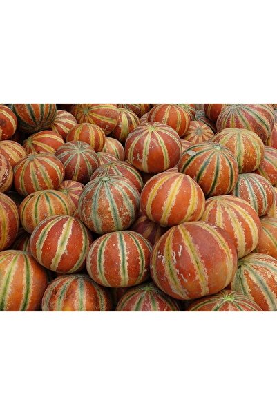 Tohum Dünyam 10 Adet Kajari Kavun Tohumu