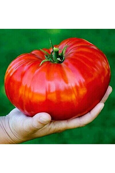 Tohum Dünyam 20 Adet Beefsteak Domates Tohumu