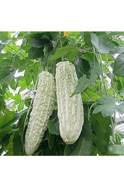 Tohum Dünyam 10 Adet White Large Bitter Kavun Tohumu