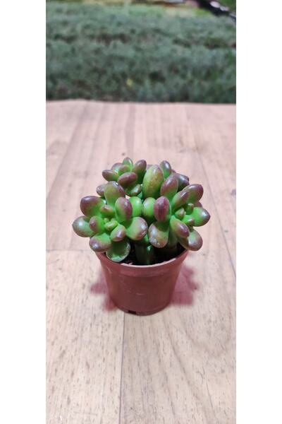Ravza Çiçekçilik Sedum Lucidum Obesum Sukulent (5.5 Cm Saksıda ) Uçları Kırmızı Sukulent