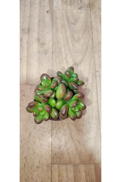 Ravza Çiçekçilik Sedum Lucidum Obesum Sukulent (5.5 Cm Saksıda ) Uçları Kırmızı Sukulent