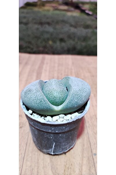 Ravza Çiçekçilik Pleiospilos Nelii Cactus ( Nadir Tür Taş Kaktüs 6 Cm Saksıda Çiçek Açan Cins )