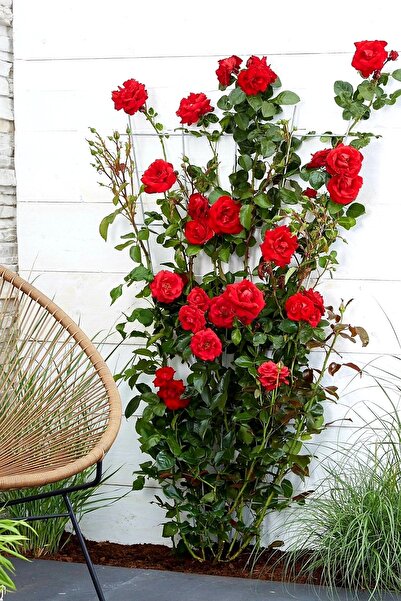 ÇİÇEKFLİX 1 adet Kokulu bahçe balkon gülü fide fidan kırmızı 35-40cm açık kök