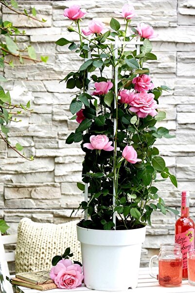 ÇİÇEKFLİX 1 Adet Pembe Kokulu Bahce Balkon Bodur Gül Açık Kök 35-40cm