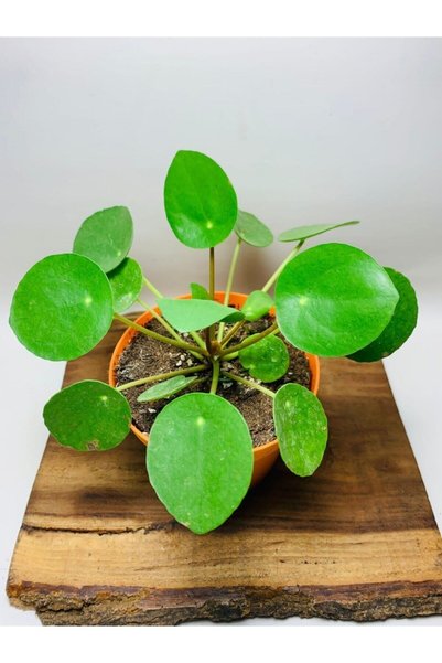 foliumbotanik Pilea Salon Bitkisi