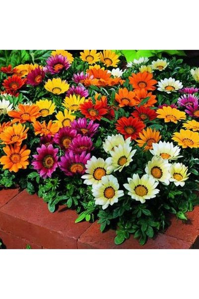 Tohum Dünyam 10 Adet Gazania Mix Flower Tohumu