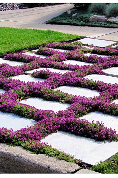 ZENGARDEN EV VE BAHÇE Yayılıcı Kekik Tohumu Creeping Thyme Limon Kokulu Çiçekli